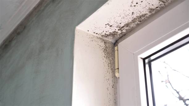 Best Post-Flood Mold Remediation in Hartford, AL